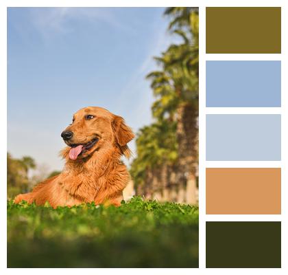 Golden Retriever Dog Pet Image